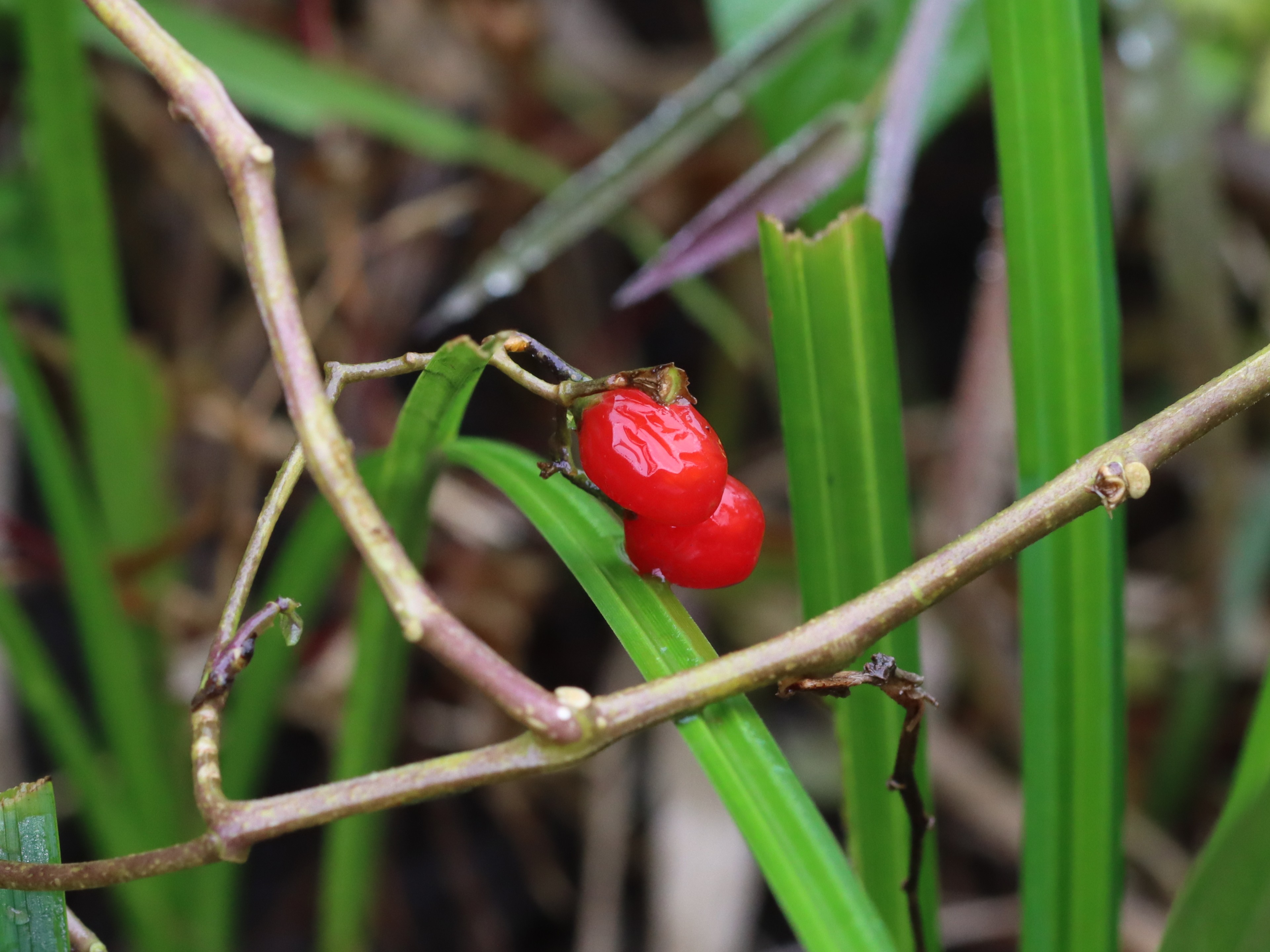 オオマルバノホロシ